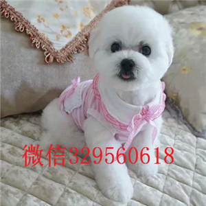  福州哪里有纯种比熊犬白色比熊幼犬多少钱棉花糖比熊超小体比熊幼犬比熊图片 比熊价格