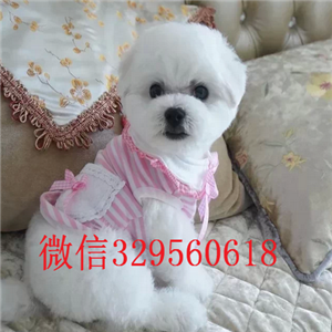  铁岭小型犬出售 小型比熊犬多少钱  茶杯比熊