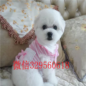  福州哪里有纯种比熊犬白色比熊幼犬多少钱棉花糖比熊超小体比熊幼犬比熊图片 比熊价格