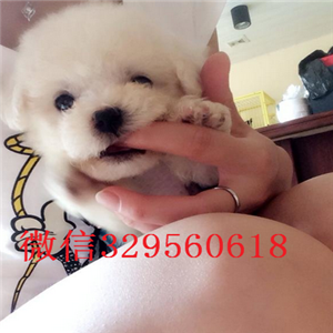 黑河哪里有卖比熊犬的小体比熊纯种比熊多少钱