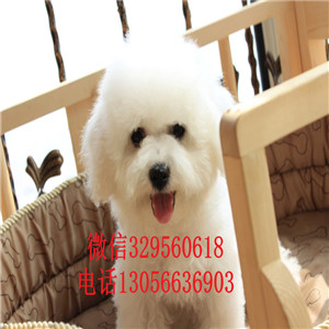 长寿出售纯种比熊犬白色的比熊比熊犬卖多少钱