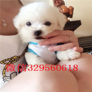 黑河哪里有卖比熊犬的小体比熊纯种比熊多少钱比熊犬性格