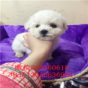 信阳哪里有卖纯种比熊犬疫苗打完的比熊犬价格是多少高端品质的比熊犬