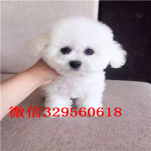  东营哪里有卖比熊犬的小体比熊精品法国卷毛