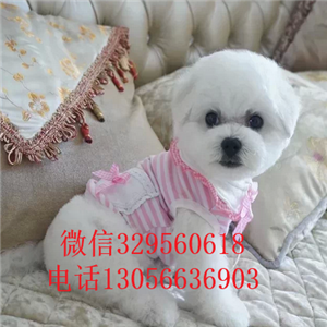 鸡西哪里卖的比熊犬好白色的比熊比熊犬多少钱