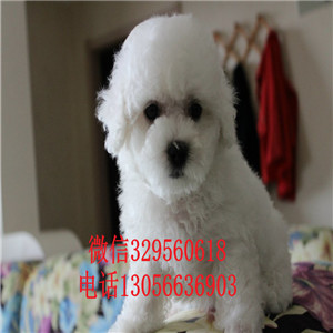 呼和浩特哪里能买到比熊犬白色的比熊比熊犬卖多少钱一只专业繁殖宠物狗