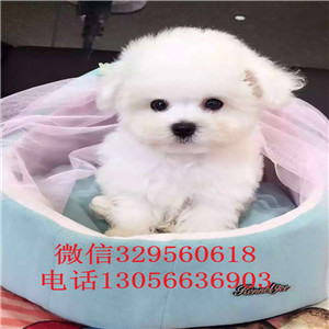  盘锦哪里有卖比熊犬的长不大的比熊犬带证书