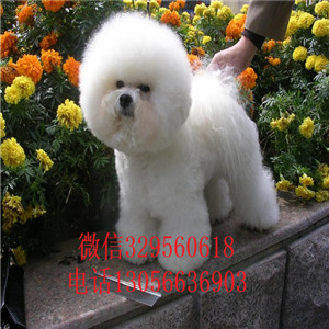 哈尔滨哪里卖的比熊犬好白色的比熊比熊犬卖多少钱一只高端品质的比熊犬