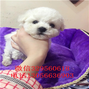 信阳哪里有卖纯种比熊犬疫苗打完的比熊犬价格是多少高端品质的比熊犬