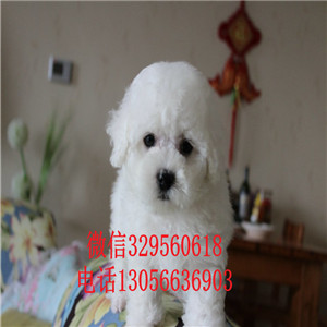 潼南哪里能买到比熊犬白色的比熊比熊犬价格是