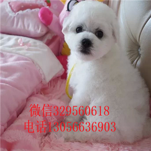 盘锦哪里能买到比熊犬白色的比熊比熊犬多少钱