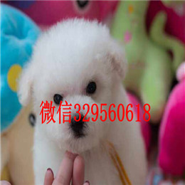  太原哪里能买到比熊犬白色比熊精品法国卷毛比熊比熊犬掉毛吗