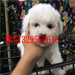  重庆哪里能买到比熊犬茶杯体比熊犬精品法国