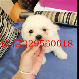  攀枝花哪里能买到比熊犬茶杯体比熊犬精品法