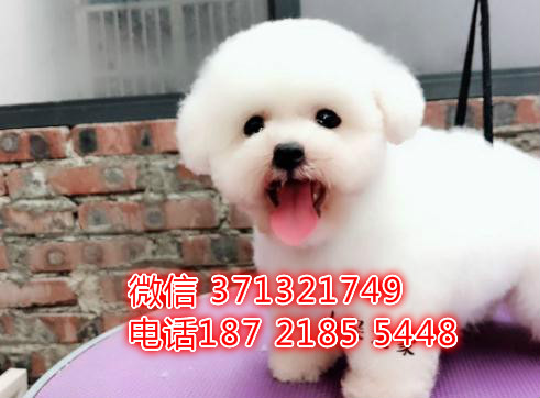 比熊犬出售青岛犬舍繁殖比熊，特价比熊犬