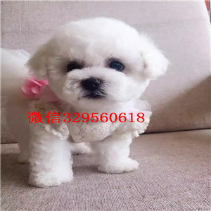  西安哪里能买到比熊犬茶杯体比熊犬比熊幼犬