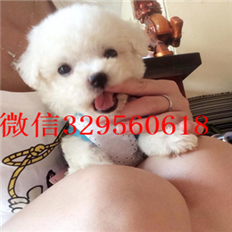  ?？谀睦锬苈虻奖刃苋√灞刃艽な榈谋刃? width=80px height=80px /></div><div   id=