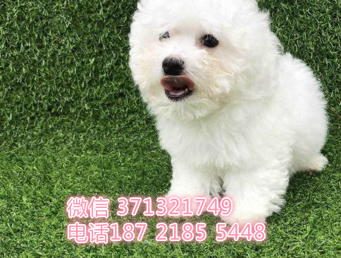 西安比熊犬纯种幼犬 长不大茶杯比熊犬狗狗 