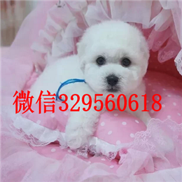  上海哪里能买到比熊犬白色比熊双血统比熊犬