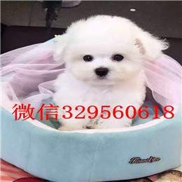  呼和浩特哪里能买到比熊犬白色比熊纯种比熊