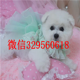  南昌哪里能买到比熊犬小体比熊纯种比熊多少钱比熊犬好训练吗