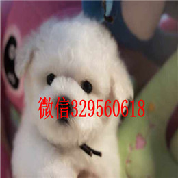  太原哪里能买到比熊犬白色比熊精品法国卷毛比熊比熊犬掉毛吗
