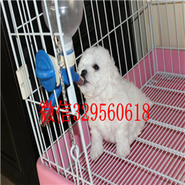  鞍山哪里能买到比熊犬白色比熊纯种比熊多少