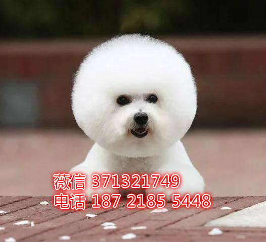 比熊出售，基地出售比熊狗狗 重庆基地繁殖特价