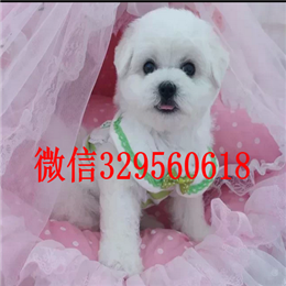  南昌哪里能买到比熊犬小体比熊纯种比熊多少钱比熊犬好训练吗