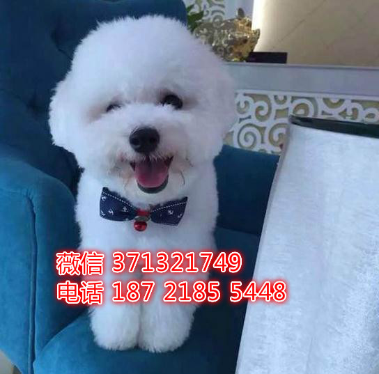 比熊犬出售基地直销 特价比熊犬狗狗 深圳