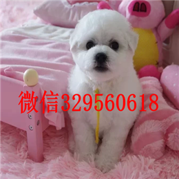  包头哪里能买到比熊犬白色比熊纯种比熊多少