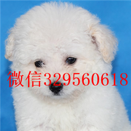  福州哪里能买到比熊犬长不大的比熊犬比熊幼犬多少钱比熊犬掉毛吗