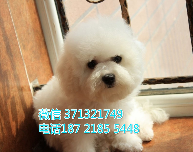 比熊出售 海口犬舍繁殖比熊犬 小型犬狗狗 活体宠物