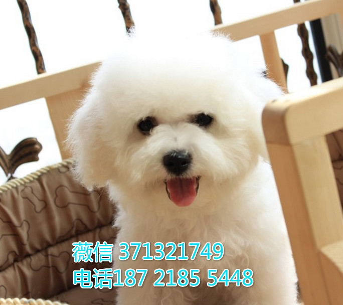 比熊出售 ?？谌岱敝潮刃苋?小型犬狗狗 活