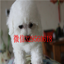  焦作哪里有健康纯种法国比熊犬比熊多少钱一