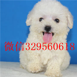  福州哪里能买到比熊犬长不大的比熊犬比熊幼犬多少钱比熊犬掉毛吗