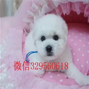  黑河哪里卖的比熊犬好茶杯体比熊犬带证书的比熊犬比熊犬掉毛吗