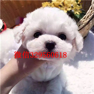  西安哪里卖的比熊犬好小体比熊精品法国卷毛