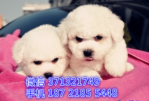 比熊犬纯种幼犬，重庆犬舍出售比熊 重庆哪里有