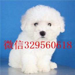  福州哪里能买到比熊犬长不大的比熊犬比熊幼犬多少钱比熊犬掉毛吗