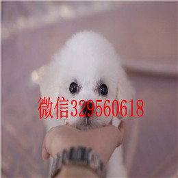  青岛哪里卖比熊比熊多少钱一只比熊幼犬小体大眼睛小体比熊犬多少钱