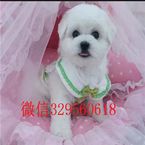  ?？谀睦镉斜刃苋?比熊幼犬长不大哪里的好