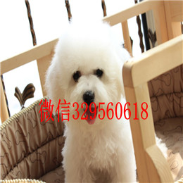  青岛哪里卖比熊比熊多少钱一只比熊幼犬小体大眼睛小体比熊犬多少钱