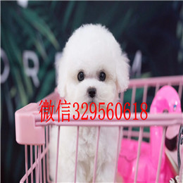  青岛哪里卖比熊比熊多少钱一只比熊幼犬小体