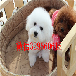  青岛哪里卖比熊比熊多少钱一只比熊幼犬小体大眼睛小体比熊犬多少钱