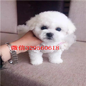 上海出售纯种健康比熊幼犬 上海小体比熊犬 品