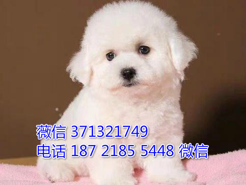 长沙比熊犬出售纯种 长沙狗狗论坛 长沙宠物论坛