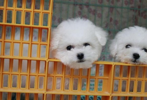 文山卖比熊文山哪里买到纯种比熊