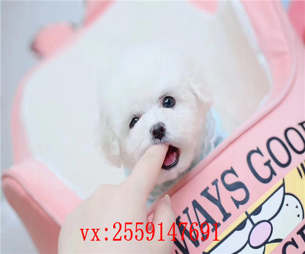 重庆哪里卖纯种比熊犬 重庆小体比熊怎么卖的 