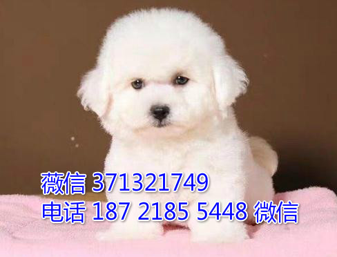 长沙比熊犬出售纯种 长沙狗狗论坛 长沙宠物论